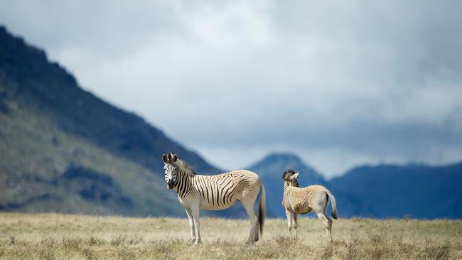 Extinct zebra subspecies brought back to life | news.com.au — Australia ...