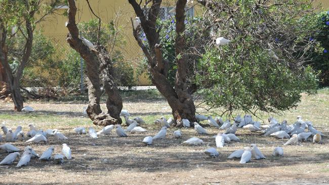 6/3/14 Corellas at Aldinga Oval. Corellas at Aldinga. Corellas have decended on Aldinga and leave feathers and droppings all over the town. Picture Roger Wyman