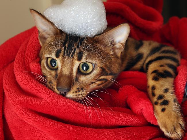 Bengal Kittens that love the water and when Julia, 6 and Matthias, 4, have a bath, they sometimes like to join in on the fun. Picture: Alex Coppel