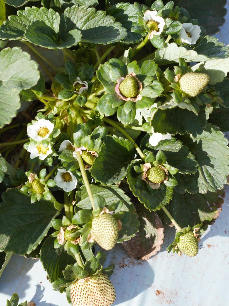 The life cycle of a strawberry is evident on this plant, only lacking a ripe red strawberry.