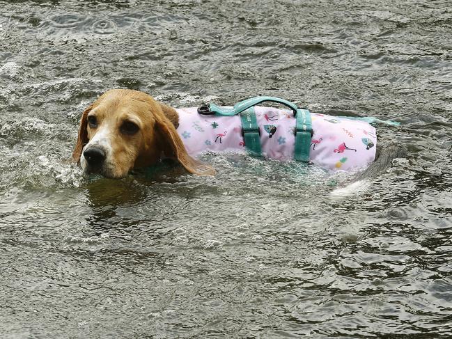 Rain, hail or shine, Bagel is up for a swim in his stylish life jacket. Picture: John Appleyard