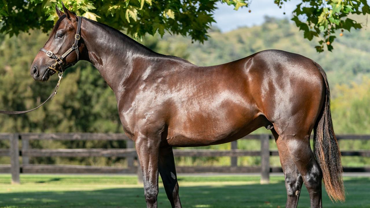 The colt named after the late Collingwood star Darren  Millane fetched $1.15 million at an Inglis yearling sale in 2021. Picture - Inglis