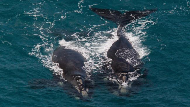 Marine Conservation Program staff to search for entangled whale sighted ...