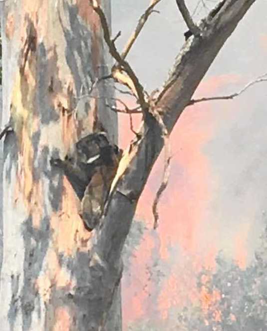 A koala up a burning tree at the Border Trail fire at Woodenbong where the Bonalbo RFS extinguished the fire at the base and a photo was taken by fire captain.