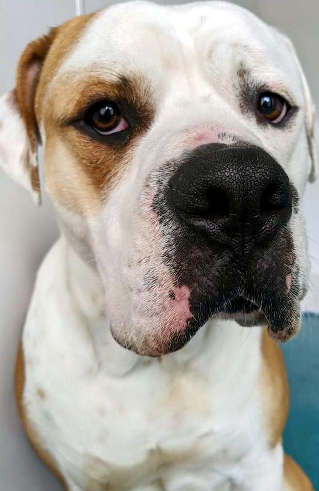 American bulldog Hector was found tied to the gates of an RSPCA animal centre in August. Picture: Mega