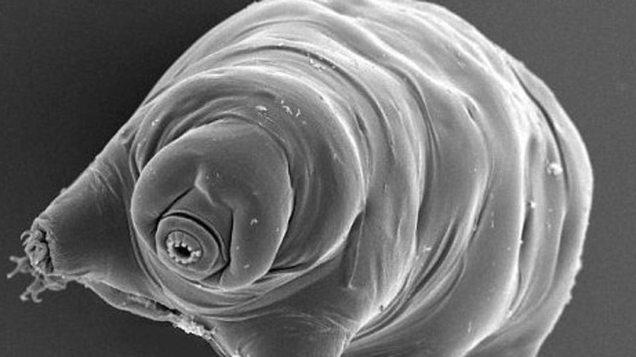 11/09/2008 FEATURES: Tardigrades or 'water bears' are the toughest creatures on the planet