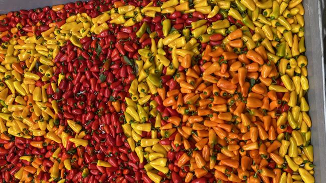 Zeke Zalsman of Zaldeesh Farms at Oldbury in Western Australia grows capsicums in high-tech greenhouses. Picture: VegetablesWA/Frances Andrijich