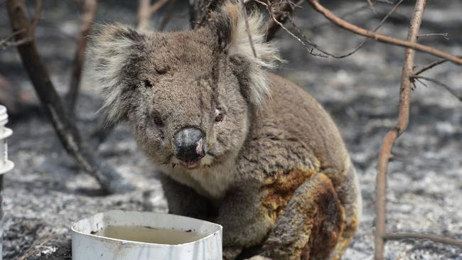 It’s estimated that half a billion animals have been killed through the bushfires raging across Australia. Picture: AAP/Keryn Stevens