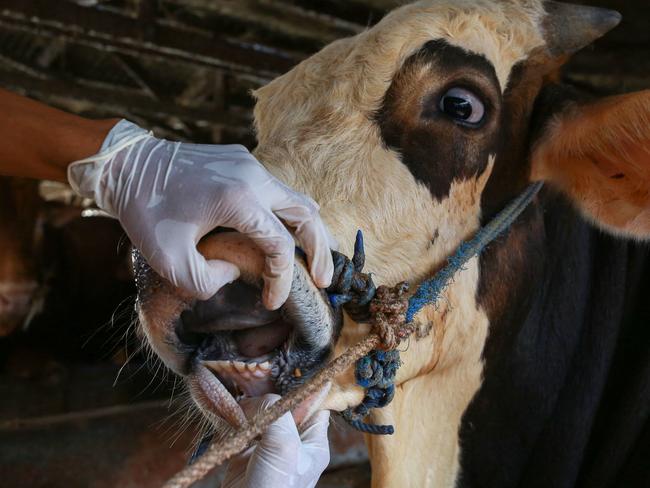 This picture taken on June 24, 2022 shows a veterinarian inspecting cattle for foot-and-mouth disease in Bandar Lampung, Lampung province. - A foot-and-mouth disease outbreak has ripped through two Indonesian provinces since April, killing thousands of cows and infecting hundreds of thousands more, raising consumer fears ahead of Eid al-Adha. (Photo by PERDIANSYAH / AFP) / TO GO WITH AFP STORY INDONESIA-AGRICULTURE-ANIMALS-FARM,FOCUS BY AGNES ANYA AND MARCHIO GORBIANO