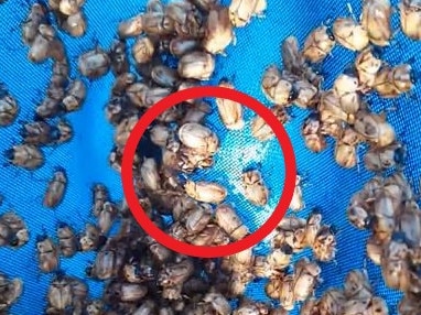 Hundreds of Christmas beetles were saved from drowning. Picture: @nothingbeast/Reddit