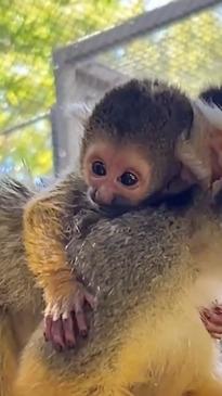 Perth Zoo welcomes adorable new babies