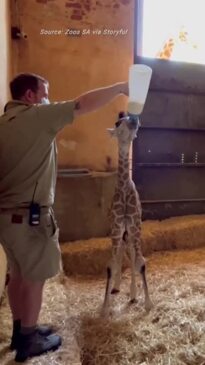 Baby Giraffe Doing 'Really Well' After Being Taken to New Home for Hand Rearing