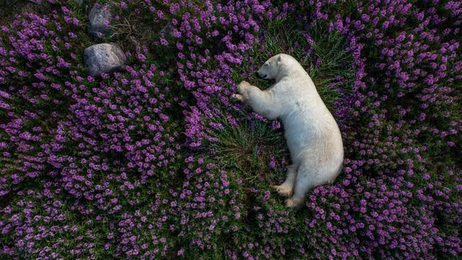 A drone captures a large male polar bear recharging his energy in a bed he specifically made among the fireweed in Manitoba, Canada. Picture: Martin Gregus