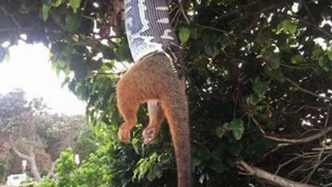 Python stuns crowds in Byron Bay by eating a possum whole. Picture: Simone and Michelle Hunjak