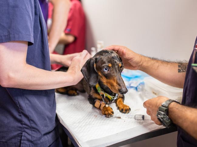 This dachshund is one of 37 animals the RSPCA seized from a farm for disabled animals last week. The animals have been receiving treatment at the RSPCA Wacol vet and the VSS Jindalee. Picture: RSPCA Qld.