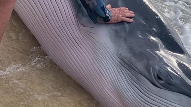Peter Benzie posted to the K’gari four-wheel driving page on Thursday with the caption “helping to push baby whale back into the ocean, hopefully it makes it”.