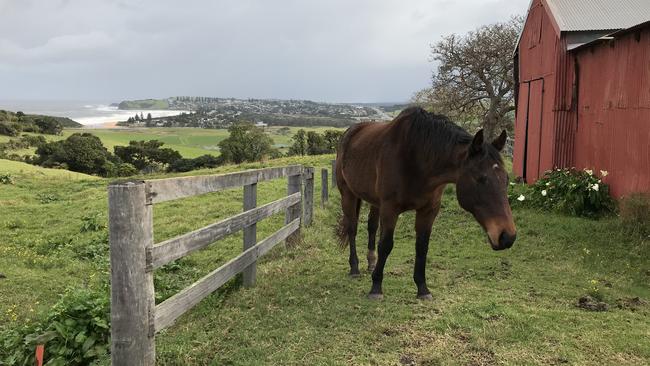 One of the horses at Ocean Farm. Picture: Penny Hunter