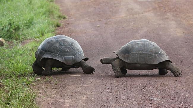 Weird And Wonderful Creatures On The Galapagos Islands 