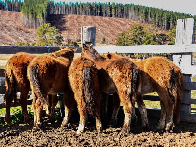 Newly caught young brumbies hiding in a yard corner. Picture: Judy Goggin