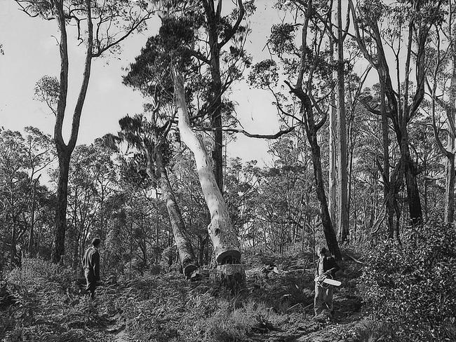 1967 bushfires – South-East and volunteers | The Mercury