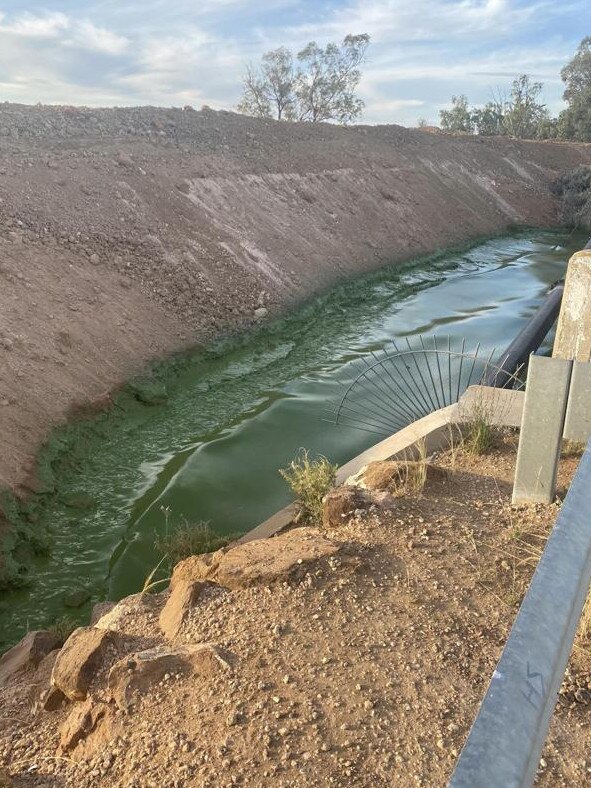 Blue green algae in Lake Bonney December 20 2022. Picture: Shonnie Jordan