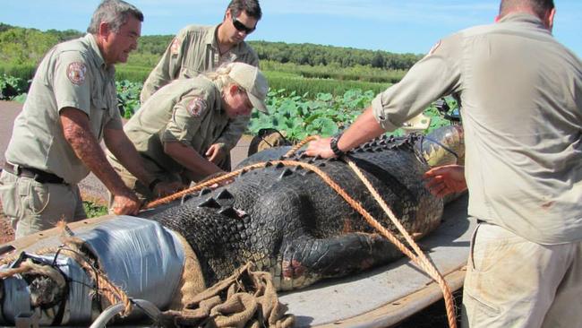 A 4.25m Saltwater Crocodile that was captured at Fogg Dam in 2013. Picture: NT Parks and Wildlife