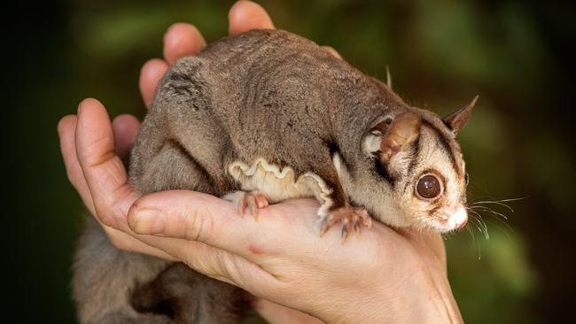 Gumtree sugar gliders for hot sale sale