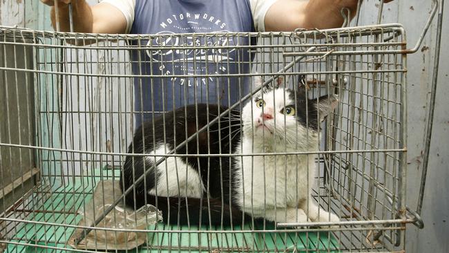 Christian Smits with the feral cat he caught in his back yard. Picture: John Appleyard