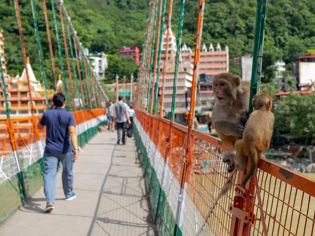 This photo taken on October 1, 2019 shows people walking while monkeys sit on a railing of the Lakshman Jhula footbridge over the Ganges river in Rishikesh. - A French woman has been arrested for making a video of herself naked on a holy bridge in the Indian city of Rishikesh, police said on August 29. The 27-year-old now faces charges under India's internet law with a maximum sentence of three years jail if found guilty. (Photo by LaurÃ¨ne Becquart / AFP)