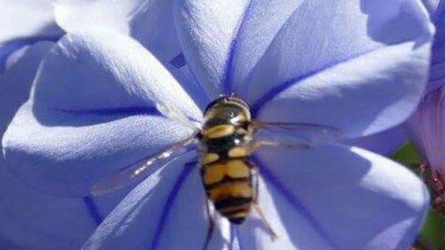 Rachel Murphy found this bee in her front yard. Picture: Rachel Murphy