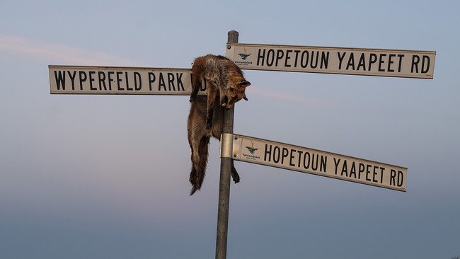 A dead fox is pictured on road signs near Yaapeet. Picture: Noel Butcher