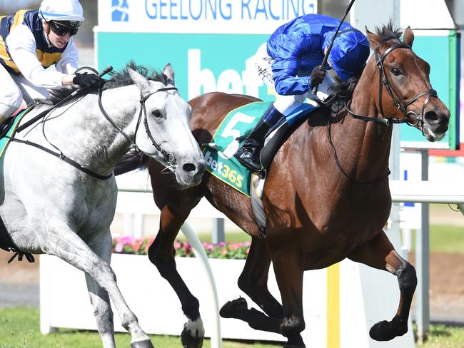 Qewy (rails) just outguns Grey Lion (left) to the Geelong Cup. Picture: AAP