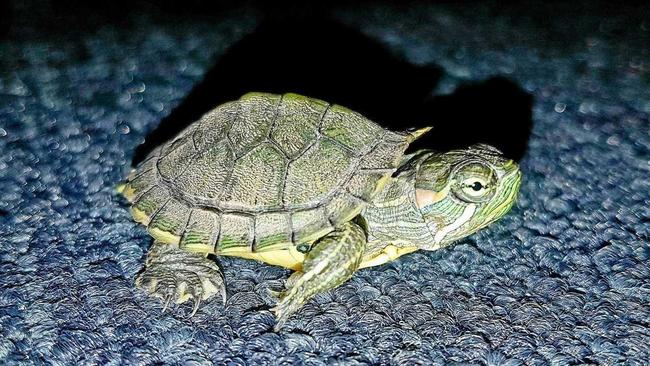 BAD TURTLE: A red-eared slider turtle was discovered in Bundaberg in mid-April. Picture: Contributed