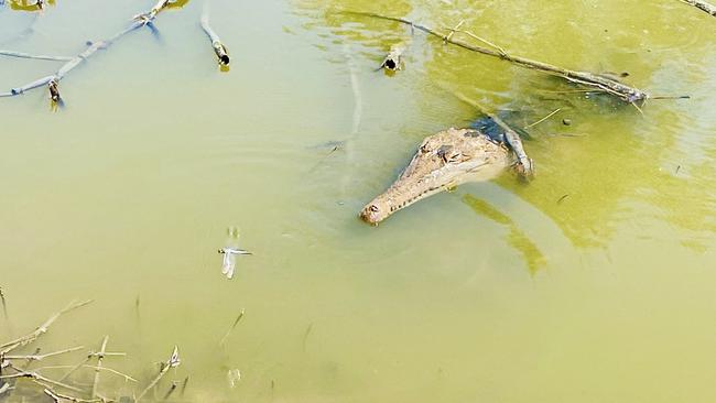 The freshwater crocodile spotted at Mullers Lagoon, Bowen. Picture: Melanie Costa