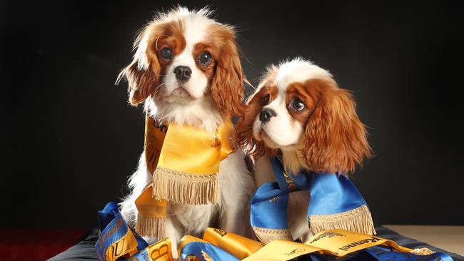 Cavalier King Charles spaniel puppies Lily and Chip. Picture: Alex Coppel.