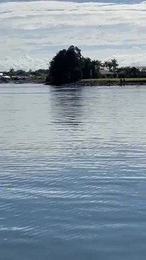 Whale and Calf in Richmond River