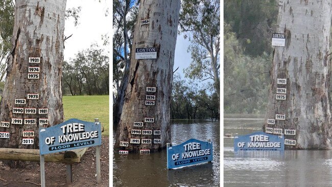 The Murray River ‘Tree of Knowledge’ floodmarker, showing the rising water level.