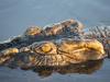 ‘Hero’ man jumps into water to fight croc as swimming child snatched