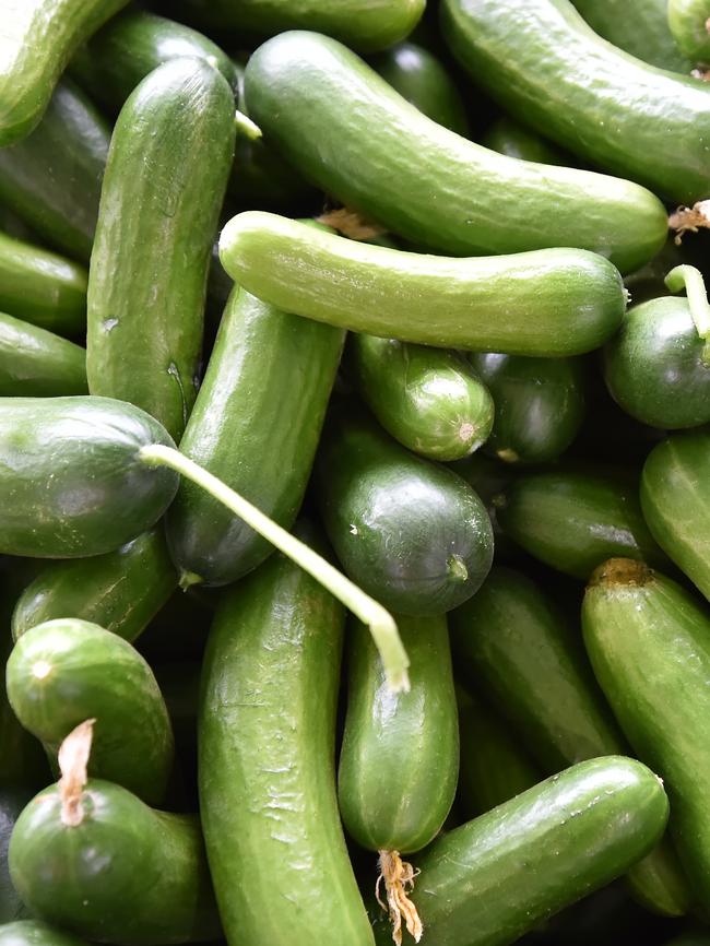 Crates of baby cucumbers.