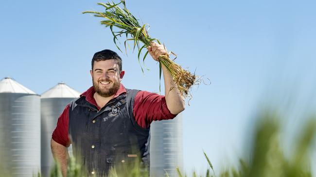 Agronomist Rob Fox in a wheat crop at Marnoo. Picture: Zoe Phillips