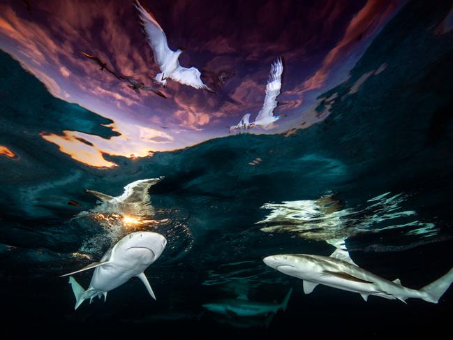 The image that won the top prize. Picture: Renee Capozzola/Underwater Photographer of the Year Awards 2021