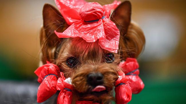 People can get very strange when it comes to their dogs. Picture: Jeff J Mitchell/Getty