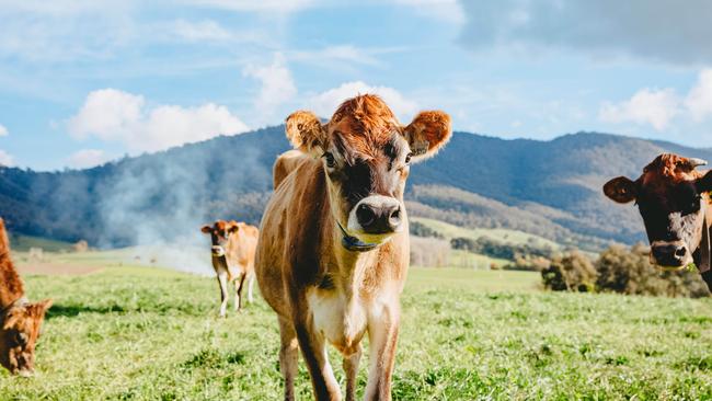 Dairy farmgate prices are the strongest they have been in a decade, but more stability is needed. Picture: Chloe Smith