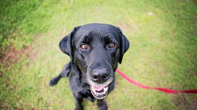 Kyra Ensbey and her dog Chilli from Bright Bessy dog training. Picture: Rachel Vercoe