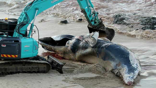 A 12 metre 18 tonne humpback whale has washed up on Nobby's Beach, Port Macquarie. The whale is thought to have died from exhaustion after being tangled in ropes.   Pic Nathan Edwards