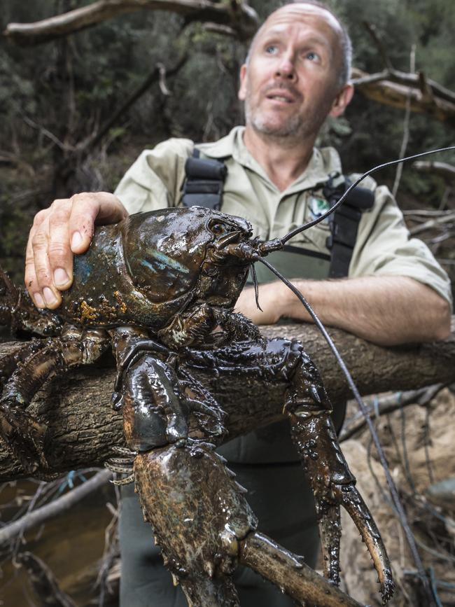 Todd Walsh with a giant cray, which are the largest freshwater invertebrates in the world and can grow up to 6kg, or the size of a medium-sized dog. Picture: HEATH HOLDEN