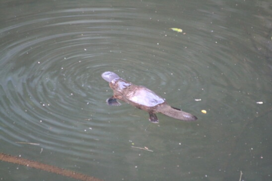 WATCH: Playful platypus in clear water at Broken River