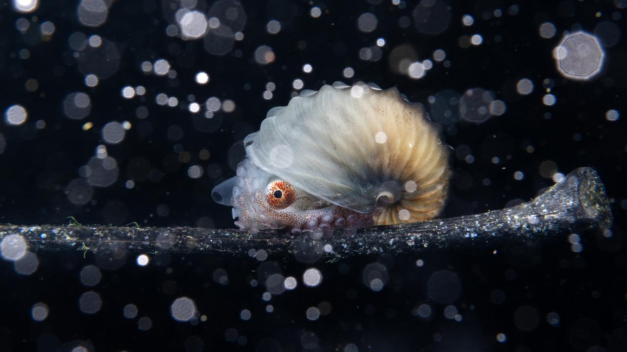 Amidst illuminated particles resembling snowfall, a paper nautilus gracefully hitches a ride on floating debris. Picture: Cai Jialing/TNC Photo Contest 2023