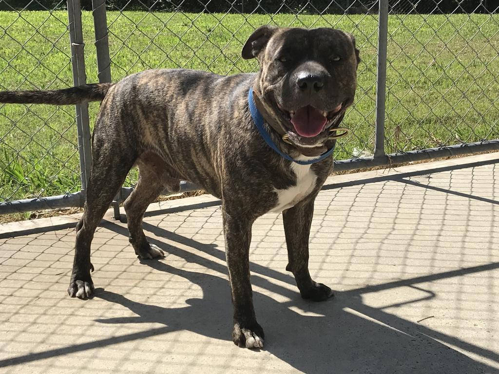 2-year-old English Staffordshire Bull Terrier Diesel. Photo: Lismore City Council