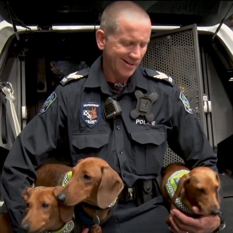 South Australia Police announced a “sausage dog squad” as an April Fools’ Day joke last year, claiming it was using dachshunds as police dogs. Picture: YouTube